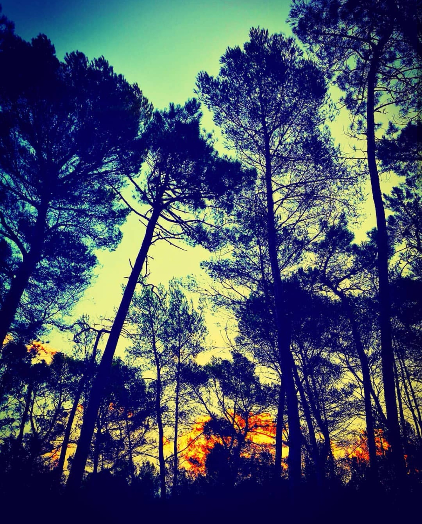 Vivre en foret